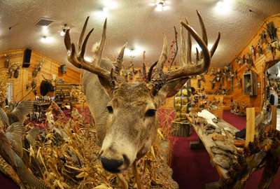 <p>Pete's Taxidermy is a must-see for any hunter venturing to southern South Dakota. This bruiser "lives" there with hundreds of other incredible animals.</p>
