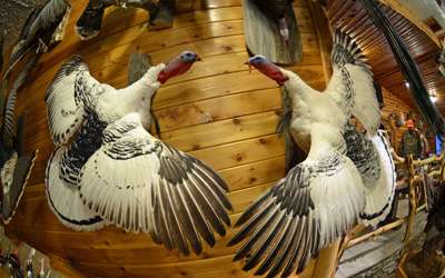 <p>Any turkey hunter worth his box calls would pull the trigger on these rare birds.</p>

