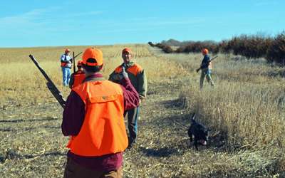 <p>Hunters scatter to cover another strip of pheasant-infested cover.</p>
