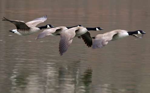 <p>The cold front moving across Grand Lake had local waterfowl on the move. </p>
