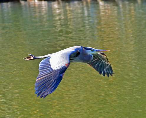 <p>A great blue heron buzzes past Evers as well as our camera.</p>
