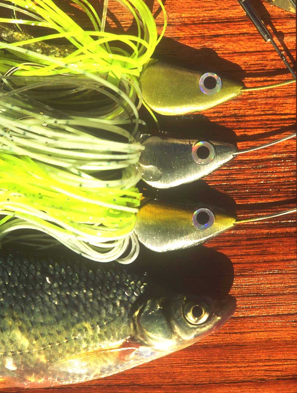 Clear-water spinnerbaits - Bassmaster