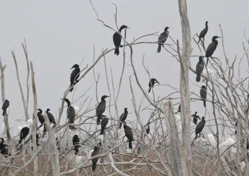 <p>A line of cormorants watches Crochet as he fishes past.</p>
