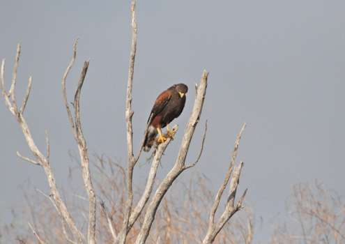 <p>A hawk sits atop a dead tree watching Crochet.</p>
