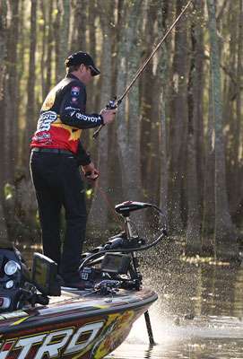 <p> VanDam fights his way through the cypress knees surrounding the trees he is fishing. </p>
