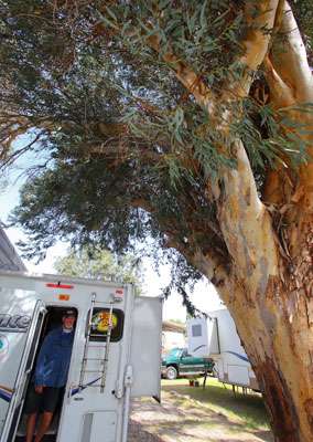 <p>Clunn had his camper parked beside a huge Eucalyptus tree. </p>

