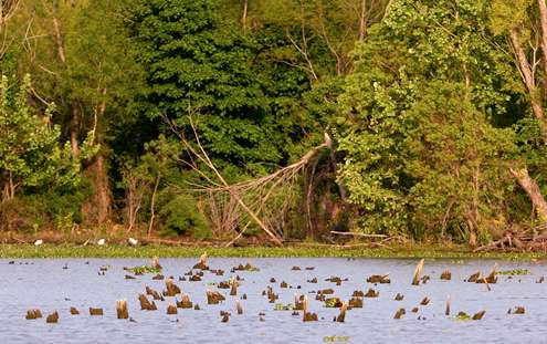 <p>The backwaters of the Red River is a maze of stumps and shallow cover. </p> 
