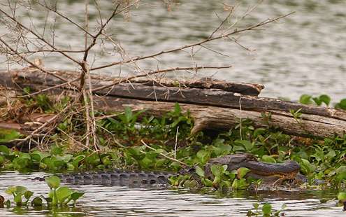 <p>Fishing areas in Louisiana are often shared with alligators.</p> 