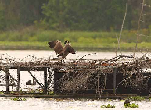 <p>A Canada goose guards the nest it has built on a duck blind.</p> 