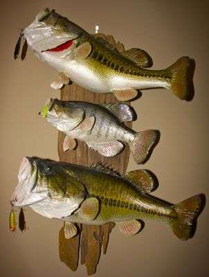 <p>Cliff's late father, Leo, built the house and had this mount made of two largemouth bass and a crappie caught from the golf course fishing holes. Leo died of a heart attack when Cliff was 18 years old. But the lessons about hard work and determination that Pace learned from his father have never left.</p>
