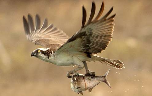 An osprey flies with a gizzard shad he pulled from Bull Shoals Lake. 