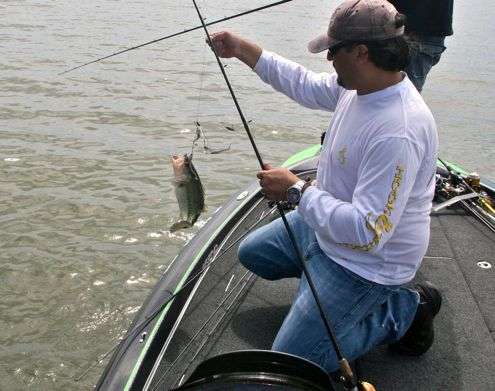 <p>Tejmohan Sawhney swings another bass into the boat that hit an A-rig. </p>
