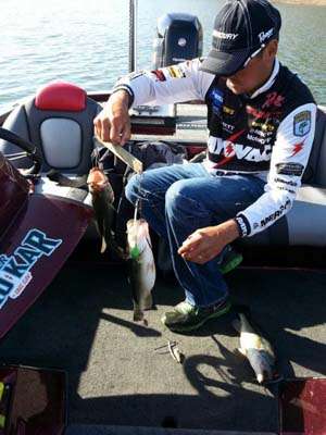 <p>This photo of Jason Christie's 6th cull of Day Four from Bassmaster Marshal Mikel Wyatt tells the biggest story out of Bull Shoals - the biggest of comebacks. Christie started the day in 11th place, but then someone lit a match under him. He rocketed into first place, and Dail's updates kept the rest of us close enough to feel the heat. For more information on how you can get in on the action, visit <a href=