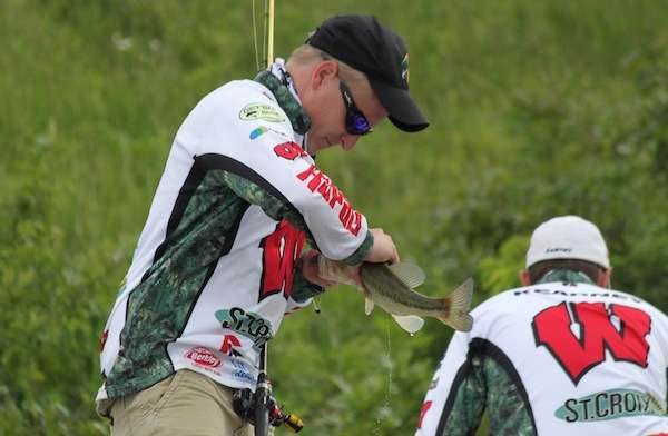 <p>Warner unhooks and releases another solid fish. </p>
