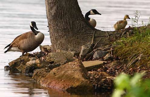 <p>Geese exit the water to avoid DeFoe's fishing spot.</p>
