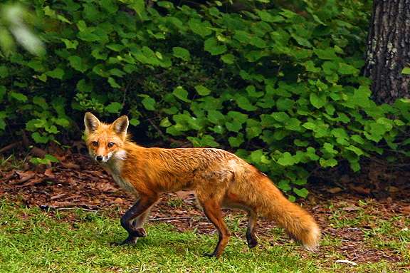 DeFoe also had a fox walk past for a quick visit. 