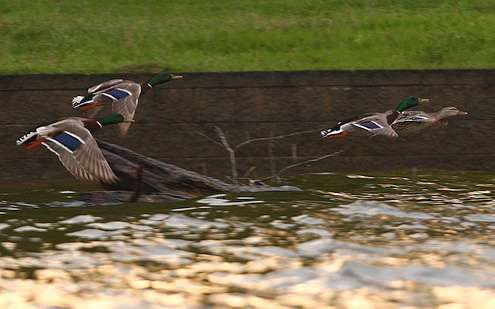 <p>The ducks and anglers were on the move early on Day Two of the Southern Open #3 on Logan Martin Lake.</p>

