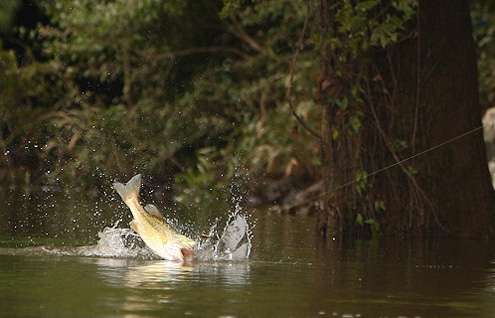 <p>The Coosa River spot tries all its tricks to throw the bait. </p>
