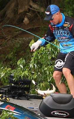 <p>The fish continues to thrash and fight as Chapman reaches to gain final control. </p>
