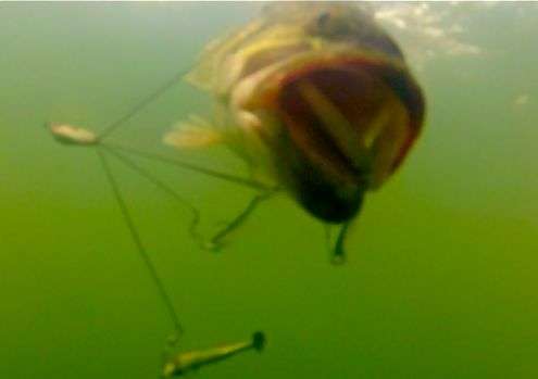 <p>This underwater photo of the bass shows how it attempted to spit the single lure hooked in its mouth before Lemon could land it.</p>
