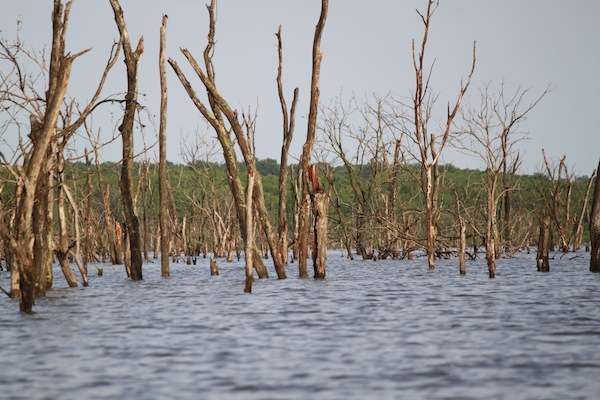 <p>Another look at the vast timber fields that were left when the lake was dammed. </p>
