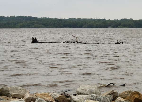 <p>Floating debris like this 30-foot-long tree along with an expanse of unseen underwater dangers and strong current led the tournament officials to move the Carhartt Bassmaster College Series Midwestern Regional Championship from the Mississippi River to Lake Sugema. </p>
