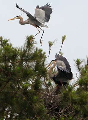 <p>A pair of herons were building a nest while Ashley fished underneath them. </p>

