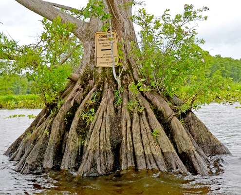 <p>Cypress trees yield bass consistently on the James. This one could hold a bass, but it is not enhanced by knees.</p>
