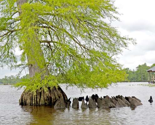 <p>This cypress tree has large knees that extend from the trunk, which makes it a better bass hangout than the previous tree. At high tide the knees will be mostly under water.</p>
