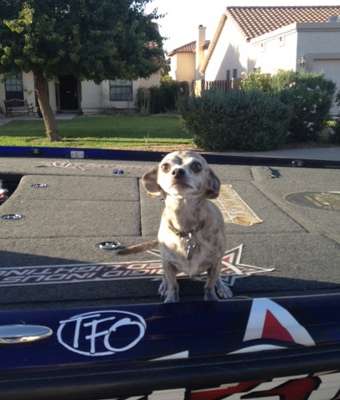 <p>Josh Bertrand's chihuahua, Dakota, loves to play ball, even though the ball barely fits in her mouth. "I took her fishing once," said Bertrand, "and decided she is probably better suited not to fish."</p>
