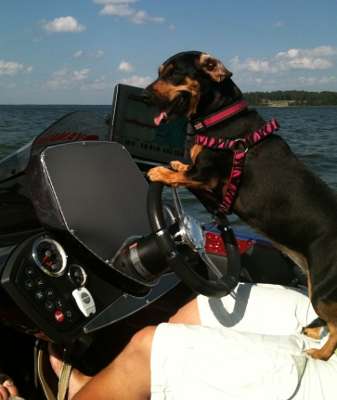 <p>Baby is Keith Combs' other dog. "Baby and Cooper love to go with me when I'm fishing around the house," said Combs.</p>
