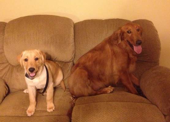<p>Cliff Crochet has two puppies, Jack, a three-month-old golden retriever lab mix, and Hank, a 1 1/2-year-old golden retriever.</p>
