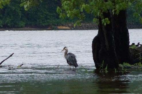 <p>Even herons can get frazzled in the rain!</p>
