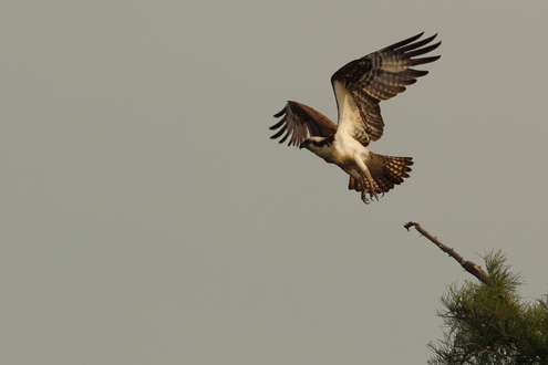 <p>An ospry takes off from a nearby tree. </p>
