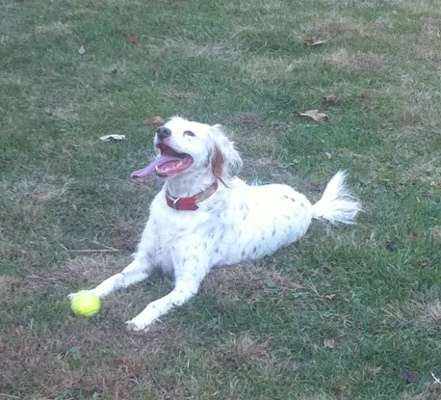 <p>Jeremy Starks plays ball with his English setter, Emma, whenever he's at home in West Virginia.</p>
