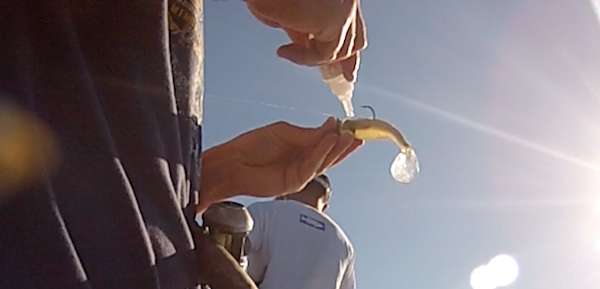 <p>Powell doctors his swimbait. He is using super glue to secure the swimbait on the jighead.</p>
