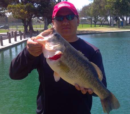 <p>Jerry Yang caught this one at Centennial Regional Park in Orange County, Calif., in early July. "I caught it on a Texas rig (Roboworm, midnight blue) with a size 1 Gamakatsu offset worm hook."</p>
