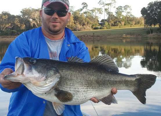 <p>Mike Crumpton caught this 11-1 in a 2-acre pond in Ocala National Forest in Florida.</p>
