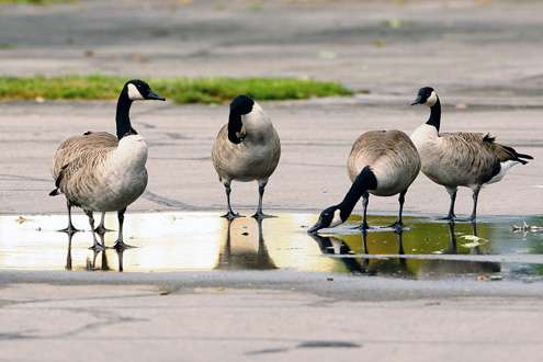 Geese found a place to lay low in calmer water. 