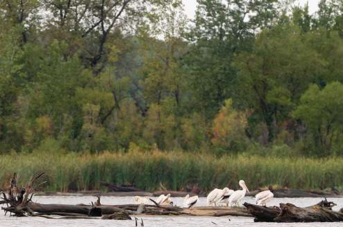 Pelicans took advantage of wood in the water and used it as a perch. 