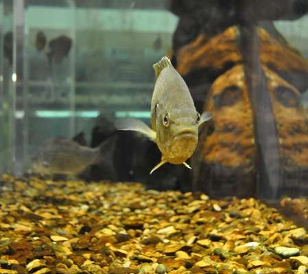 This fish was among several in an aquarium at the Lake Dardanelle State Park center to welcome the anglers to Russellville.