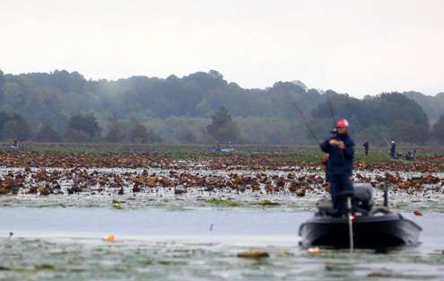 Anglers spread out in the massive lily pad fields. 