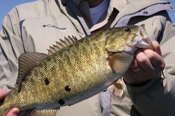 <p><strong>Petey The Bass</strong></p>
<p><o:p></o:p></p>
<p>The source of these melanistic blotches remains unclear, but they result from an excess of pigment in certain cells. For reasons unknown, the Great Lakes and other waters with big smallmouth seem to boast more than their share of these pit bull bass.<o:p></o:p></p>
