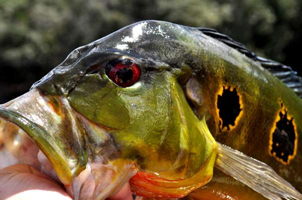 <p>The face that launched a thousand trips to the Amazon â a colorful butterfly peacock bass in all its glory.</p>
