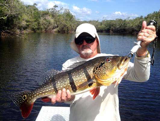 <p>Amazon anglers can expect to catch dozens of medium-size, 4- to 6-pound peacock bass during their trips, but itâs the 12-plus-pounders, like Jimmy Yarbroughâs âpacaâ that make the trips so memorable. </p>
