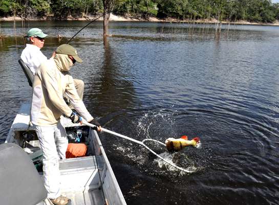 <p>When finally brought to the boat, peacock bass seem to find a reservoir of strength that enables some of them to bend hooks and break lines. Netting a fish wearing three sets of treble hooks is a safety precaution.</p>