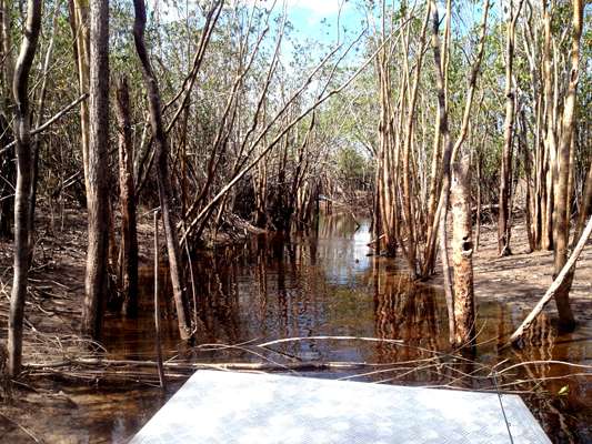 <p>Behind this curtain of vines and trees lay a 50-acre lagoon loaded with big peacock bass. The honey hole was almost impossible to spot from the main river channel.</p>
