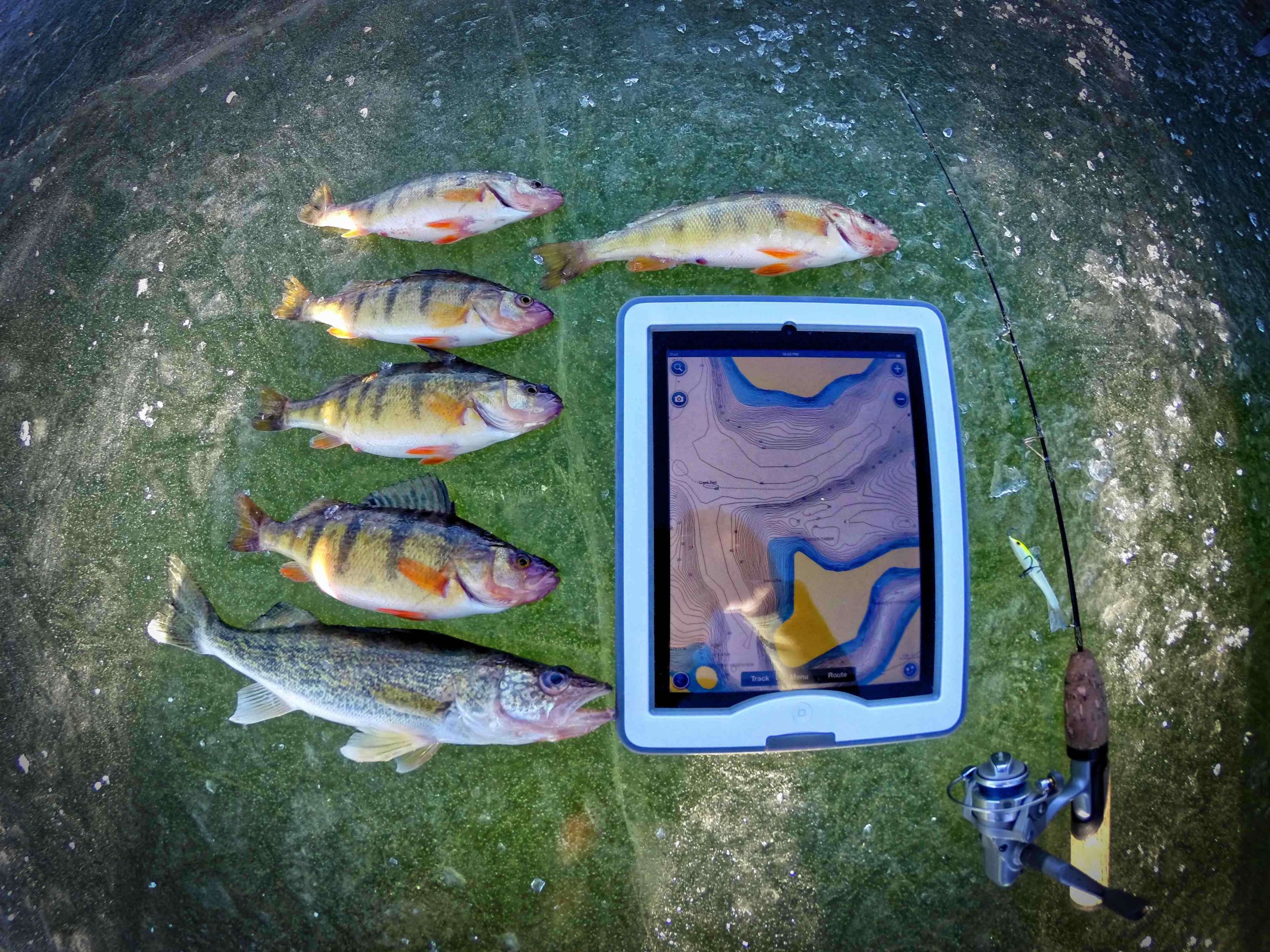 The results of a high-tech day on the ice: five yellow perch and a walleye. 