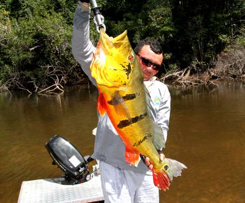<p>Big peacock bass like this can be caught on bass lures and tackle, and few fish can match their spectacular fighting abilities â or their gorgeous coloration. </p>
