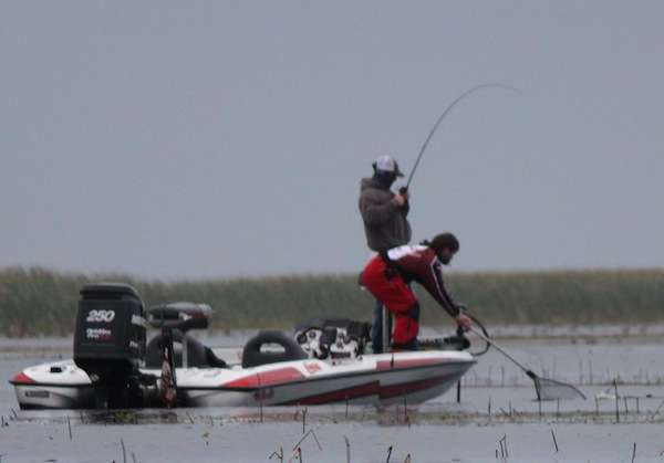 A 3-pounder enters the net.